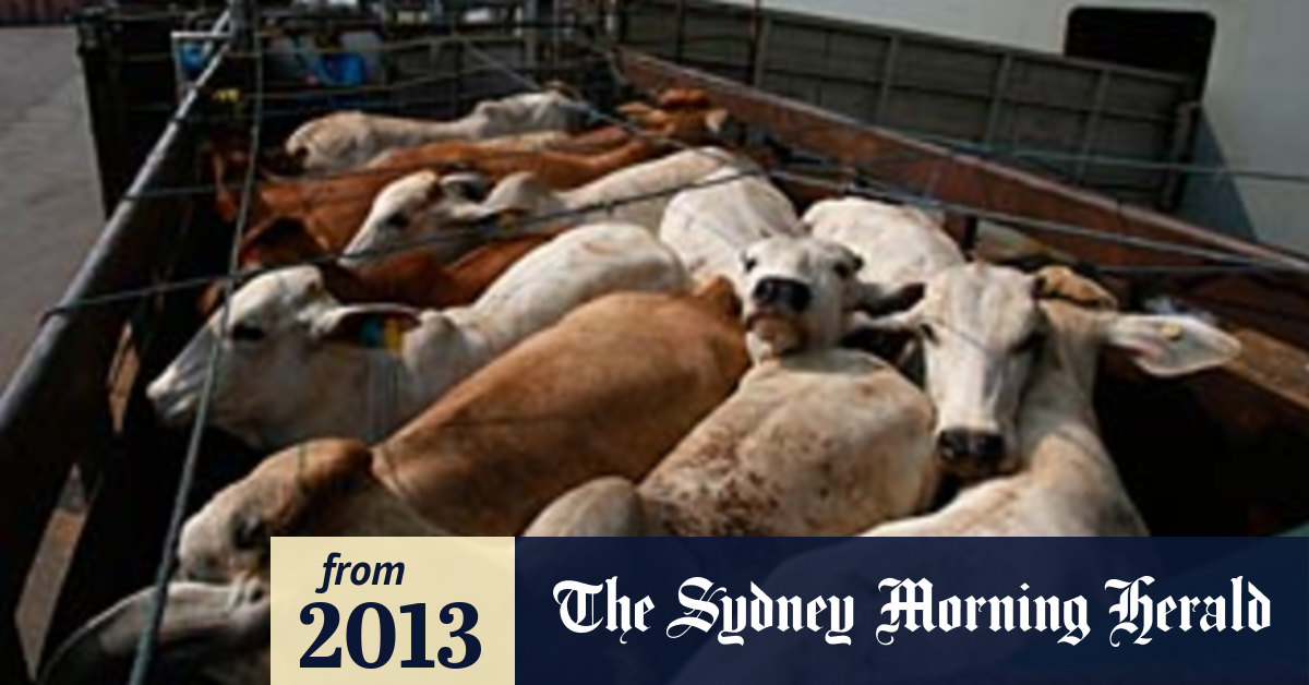 Indonesia set to lift quotas on live animal imports, beef